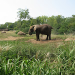 Elephants at the Nashville Zoo 09032011d