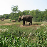 Elephants at the Nashville Zoo 09032011d