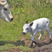 Del new calf just up.JPG