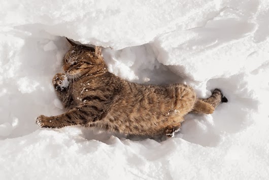 [cat-snow-3%255B2%255D.jpg]