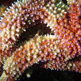 2008-11-15 mcabee beach