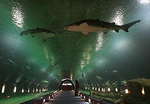 [140989_Semana_Tiburon_G%255B5%255D.jpg]