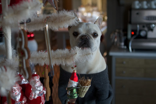 If I eat a gingerbread cookie off of this tree, Santa might think I'm naughty and not nice.