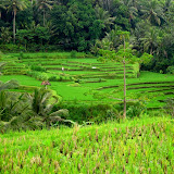 Ubud
