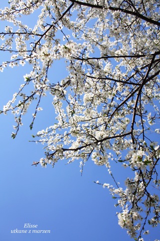 [IMG_135213.jpg]