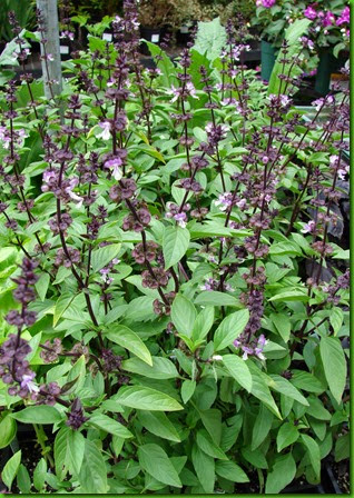 Ocimum_basilicum_var._thyrsiflorum