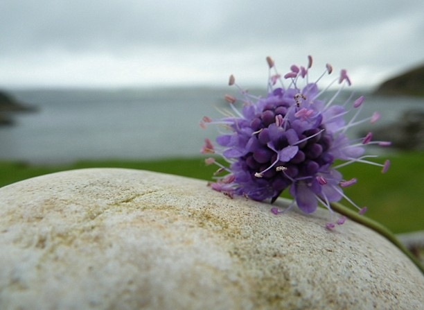 [scabious%2520and%2520stone%255B9%255D.jpg]