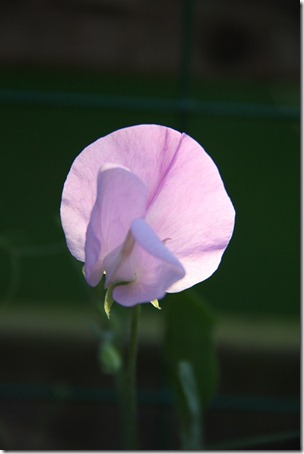 lathyrus