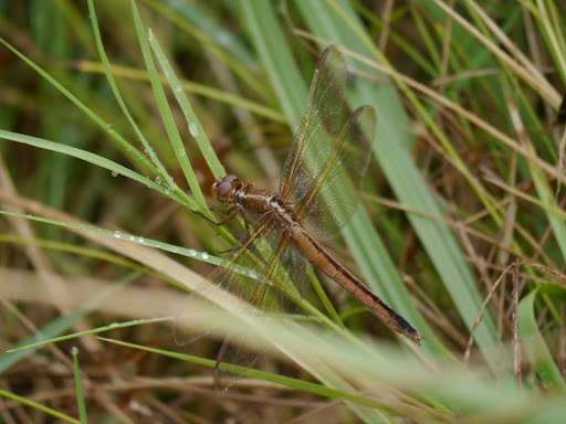 P1110578