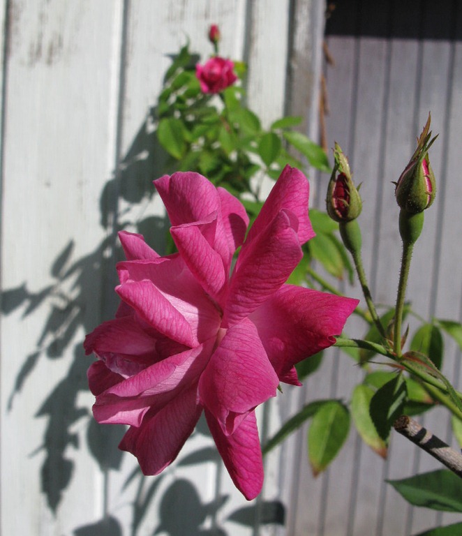 [02-14-bon-silene2%255B4%255D.jpg]