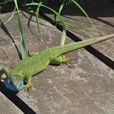Podyjí - fauna