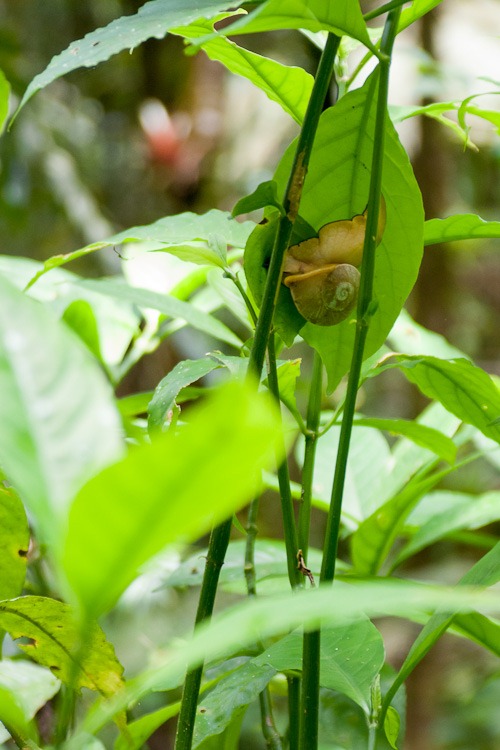 [El-Yunque-Rainforest-blog-285.jpg]