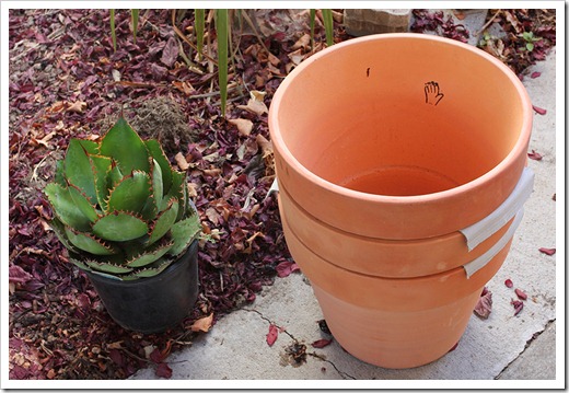 110806_Agave-bovicornuta_01 110806_Agave-bovicornuta_01