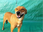 Lucrecia. Hembra 2 años. Cariñosa, activa. Dominante con perros pero sociable. Desconfiada de desconocidos, buen guardián