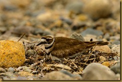 Killdeer