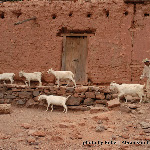 Sheephearder.jpg