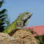 impressie_aruba_2010 (8).jpg