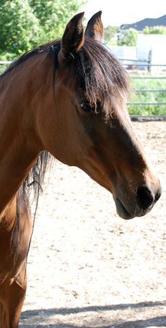 [horses2011262.jpg]