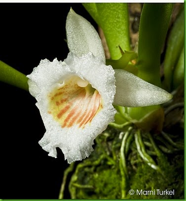 OR Plectrophora alata OR Plectrophora alata