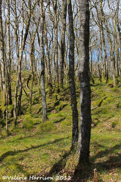 [17-trees%255B2%255D.jpg]