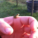 American Green Tree Frog