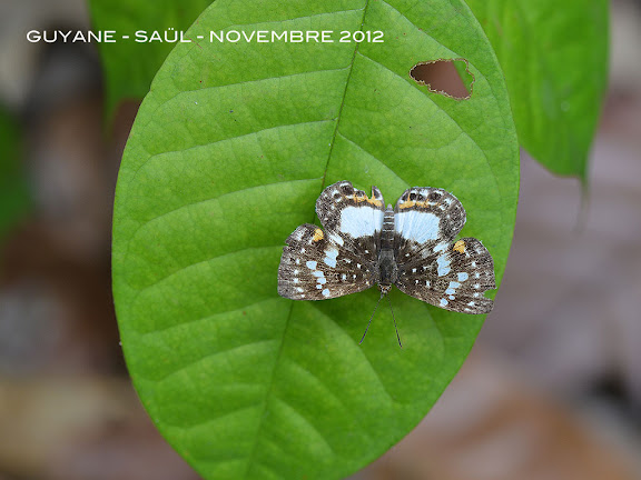 Lemonias zygia zygia HÜBNER, [1807], femelle. Saül, novembre 2012. Photo : M. Belloin