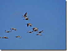 Sand Hill Cranes Wilcox AZ 035 Sand Hill Cranes Wilcox AZ 035