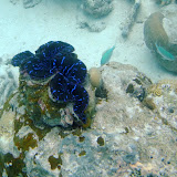 Tridacna clam - about two feet across