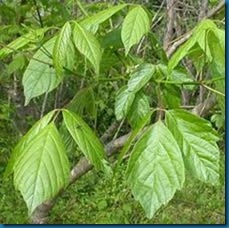 boxelder