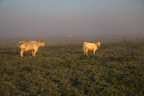 Teufelsmoor: Charolais-Rinder bei Sonnenaufgang