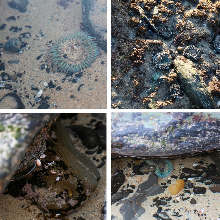 tide pools