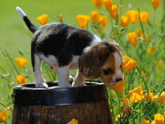 spring_scents__beagle_puppy_25