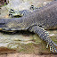 Monitor at Lone Pine Sanctuary - Brisbane, Australia