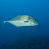 Bluefin Trevally - Photo (c) DavidR.808, some rights reserved (CC BY-NC-SA)