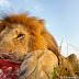Lion eating in the Masai Mara