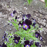 DSC_2419.JPG