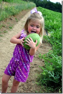 watermelons coming on 051412 (30) watermelons coming on 051412 (30)