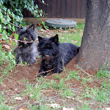 Red's Flame Morositas & Red's Flame Perfect Surprise