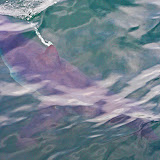 Short-finned mako shark
