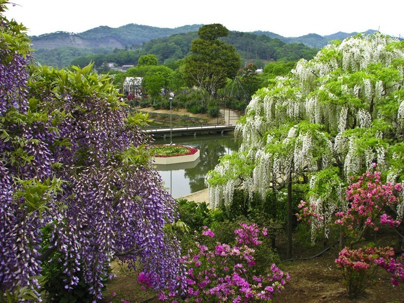 Ashikaga Flower Park, Japan Ashikaga-flower-park-11%25255B2%25255D