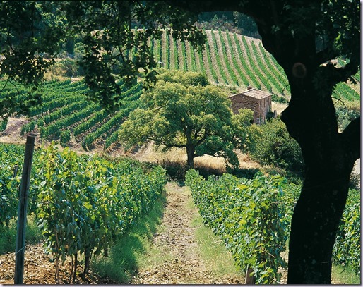 tenuta-san-guido-87-d tenuta-san-guido-87-d