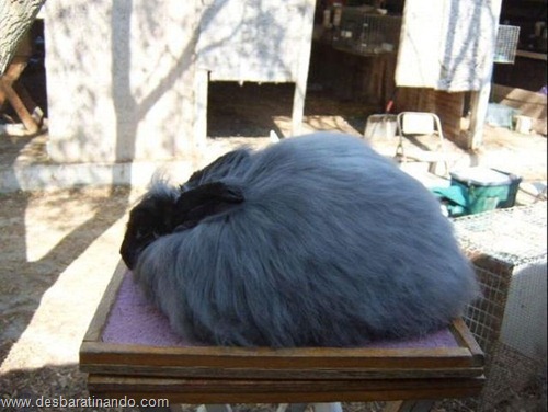 coelho angora peludo desbaratinando (21) coelho angora peludo desbaratinando (21)