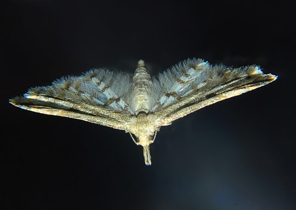 Gracillariidae species. Umina Beach (NSW, Australie), 24 octobre 2011. Photo : Barbara Kedzierski