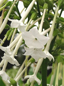[220px-Nicotiana_sylvestris_%2528flowers%2529%255B2%255D.jpg]
