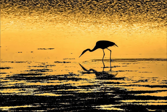 Tema Soca_D_Simon Kovacic_V laguni 01 .jpg