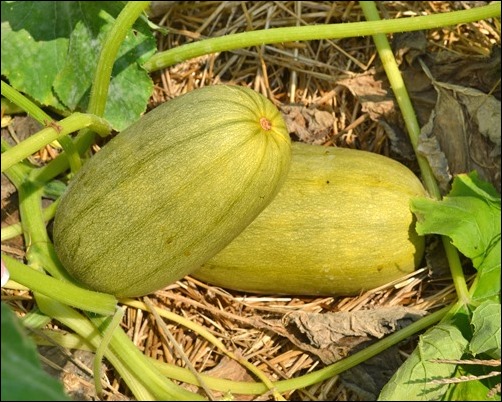 spaghetti squash spaghetti squash