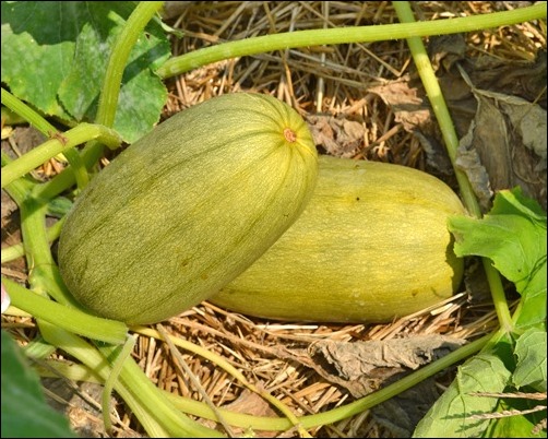 spaghetti squash