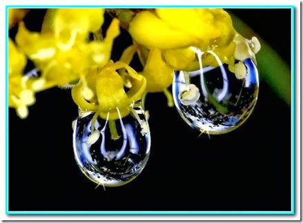 Gotas de vida Gotas de vida