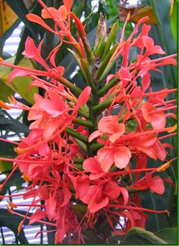 Hedychium anguistifolium