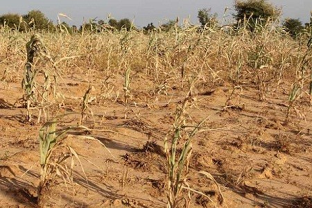 A field of withered crops in the Mali’s Kayes region. Drought has ruined food supplies in the Sahel region of Africa, which includes the countries of Mali, Niger, Mauritania, Burkina Faso, Cameroon, Senegal, and Chad. Daouda Guirou / WFP